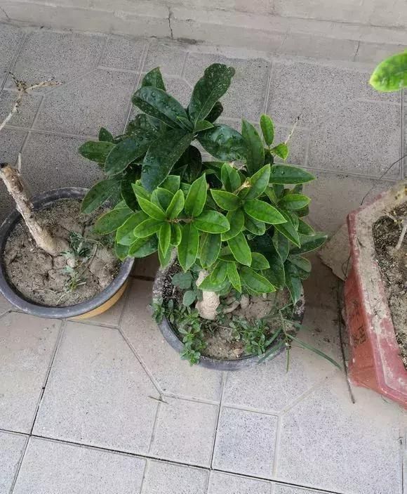 家家|养花土板结“戳不动”,“2种水”家家都有,七天浇1次,疏松肥沃