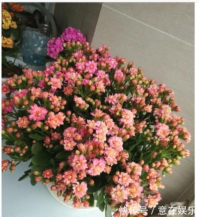 营养物质|养长寿花,配土加1料,长寿花吃得很欢,不停爆花,变成大花球!