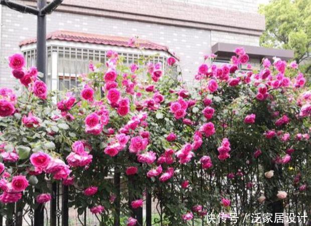 看见一户人家院子,栽满爬藤花,好美!真是羡煞旁人