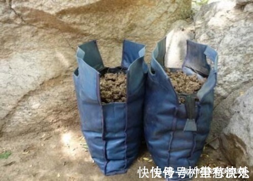 捡“1物”扔水里就是养花“万能水”,养啥旺啥,比花肥强10倍