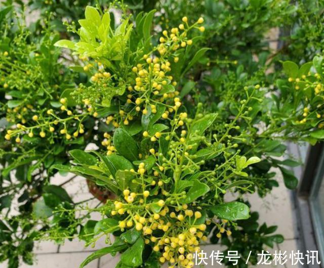 米兰花|新手养米兰,按照养护“步骤”,不断开花不断长,清香飘满屋