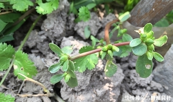 医生|哪些食物软坚散结？医生提醒：体内长结节的人，记住别吃错了