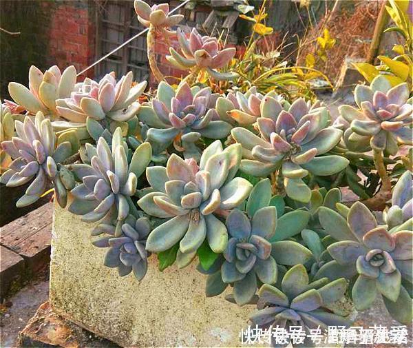 名字很美的多肉,一听名字就知道颜值高,好看又好养才是关键