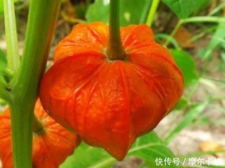 爱美女性的福音,推荐3种食物,排毒抗衰,润肤美容,营养又瘦身