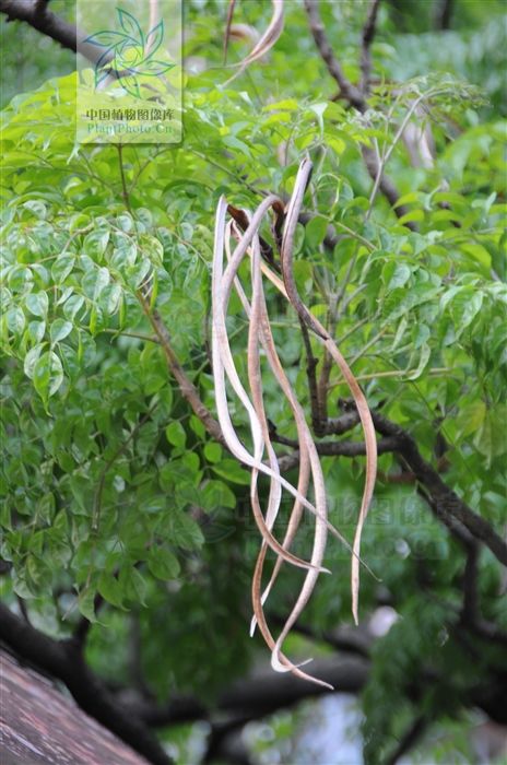 接骨凉伞,见过吗?散瘀消肿。外用治跌打、骨折