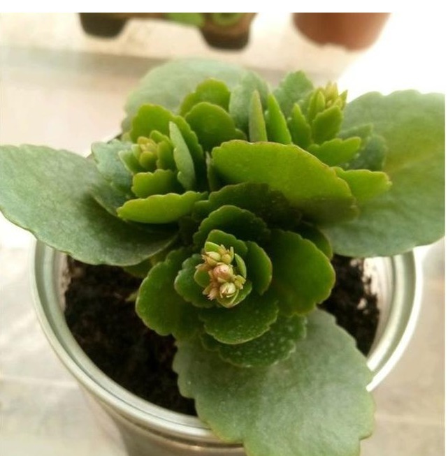 长寿花养了3年才开花牢记1个技巧,二茬花开爆满盆