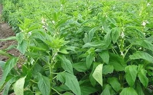 肾虚|肾脏不好的男人,身体差,几种食物经常吃,养护肾脏身体好!