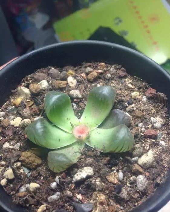 玉露徒长成“筷子”,找根线一拉,制服徒长不成问题!