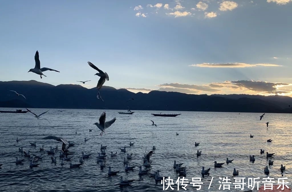 飞翔|海鸥“先头部队”飞临泸沽湖，最美冬季开始啦