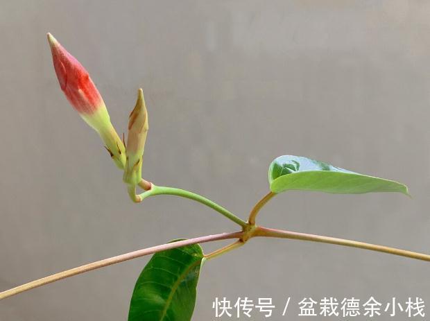 34种常见花草耐冻极限温度,哪些该搬到室内养,一清二楚