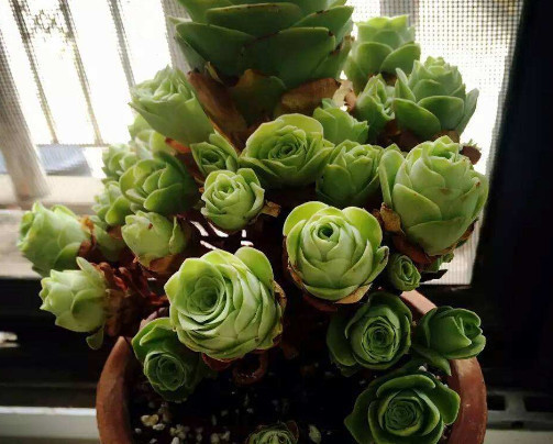 山地玫瑰怎么养教你3个盆栽小妙招,养出最漂亮的山地玫瑰