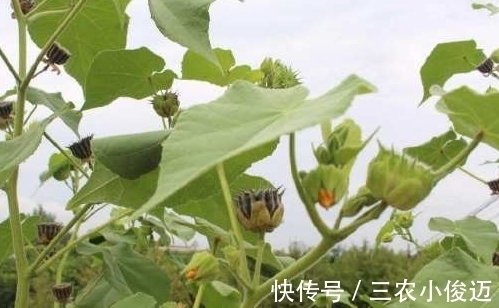 植株|农村茅厕边上的野草,可以用来治耳鸣,如今一斤10元成稀罕