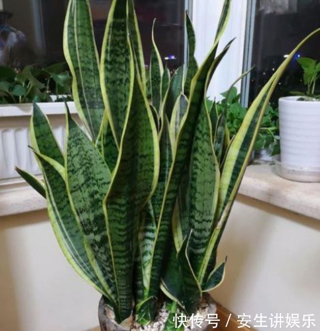 3种花自带“财运”，养家里一盆，财源广进，旺运一整年