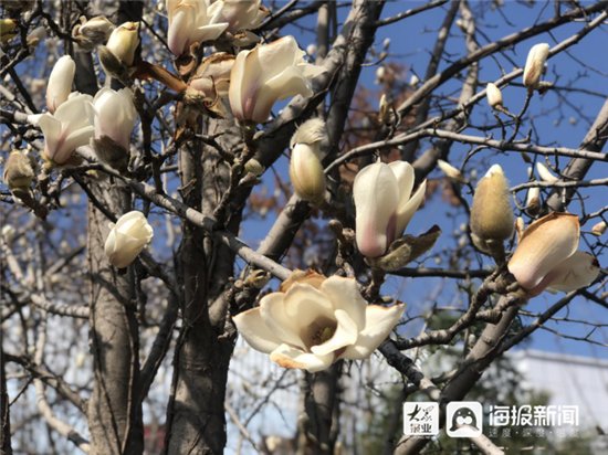 组图丨阳春三月 济宁太白楼的花儿开了