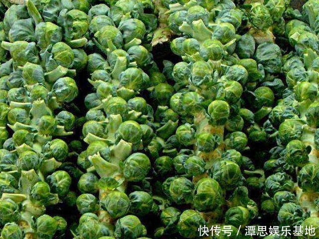 脂肪最怕的一道菜，农村人称之为“发财果”，刮油、减脂、瘦肚子