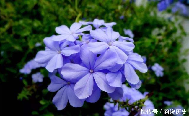 适合阳台养护的花卉,新手也能养爆盆,开花枝繁叶茂,美极了