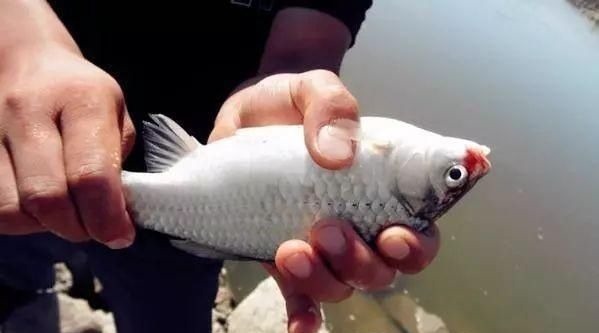 十钓九空原来这饵才是大鲫鱼的最爱，后悔没早一点发现