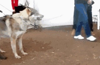 |搞笑GIF:没有一丝丝防备,就被闺蜜坑的一脸懵逼