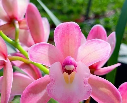 兰花中最香的品种—香妃,花大色艳,芳香四溢,花叶双馨,还好养