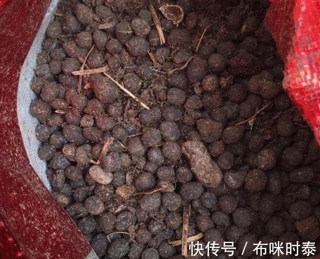 这种粑粑肥拿来养花,养根养叶又催花,关键是怎么用都不烧苗