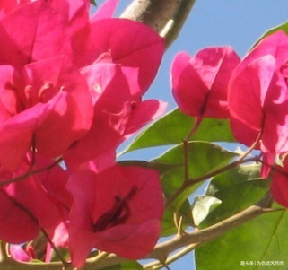 家养三角梅总是难开花做好这些细节，开爆满盆不是梦