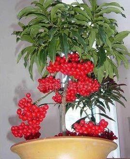 客厅|这些盆栽水果,巴掌大一棵能结上百个,客厅放一盆,馋的直流口水