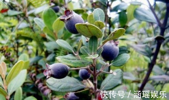 祛风|农村这些野果,能治消化不良,活血通络,补虚止血,效果显著