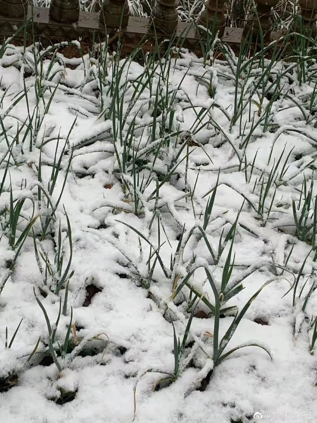 泡脚桶|九江的雪，有这么大！