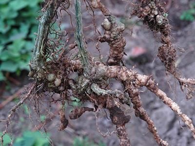 一味丝瓜根,治病有奇效!民间流传7大顶级妙方,7大病症皆可消!