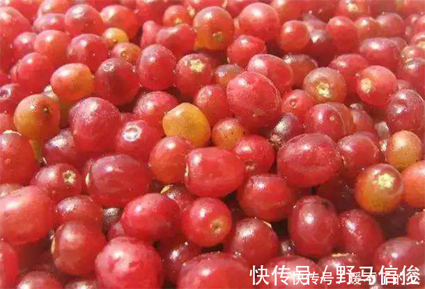 营养物质|50岁以后多吃“排毒圣果”，排出毒素，软化血管，抗衰老更长寿