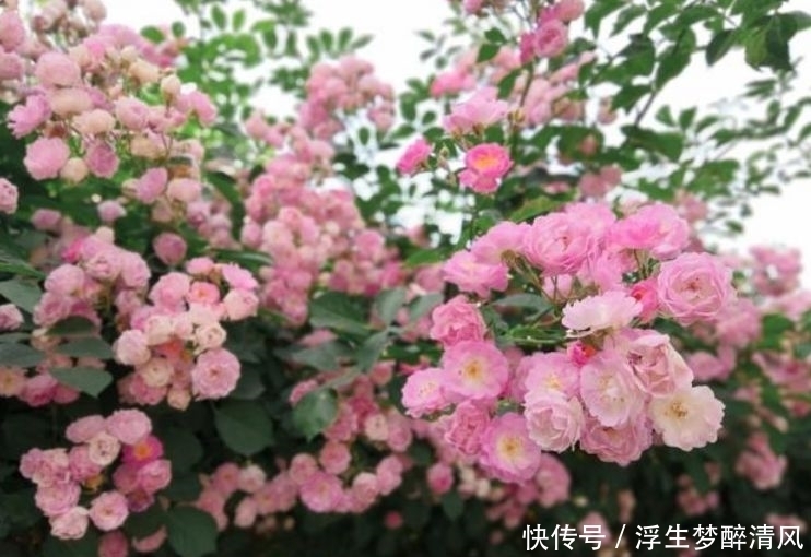 4种花好养易活,旺财又养人,比牡丹还美,年年开花美翻