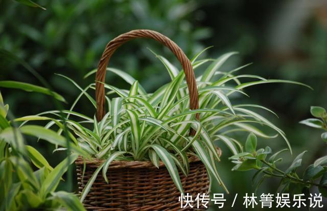 紫竹梅|3种吊兰别这么养，不然疯长爆芽，控制不住！