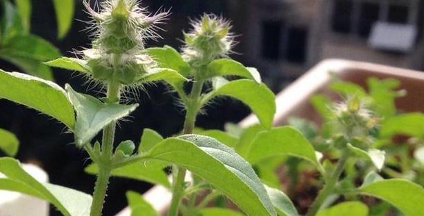 荆芥|家里种荆芥,从播种到收获,只需一个小窍门,长得可疯了