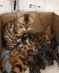 |搞笑GIF:不知道该哭还是笑 一进门看到男友偷用我的东西