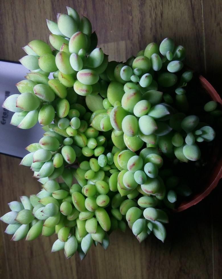 这“三多肉”入冬就开挂,叶片自带“香气”,遇水疯长憋成小老桩