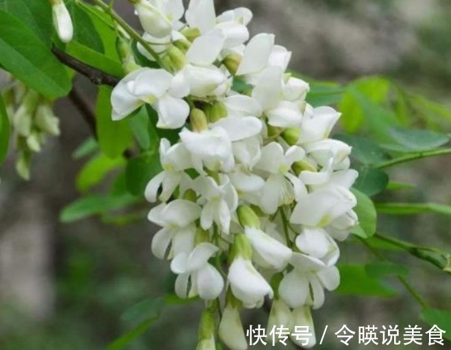 苦菜|隐藏在乡下的四种抗癌菜,效果比蒲公英更佳呢,在城里花钱也没有