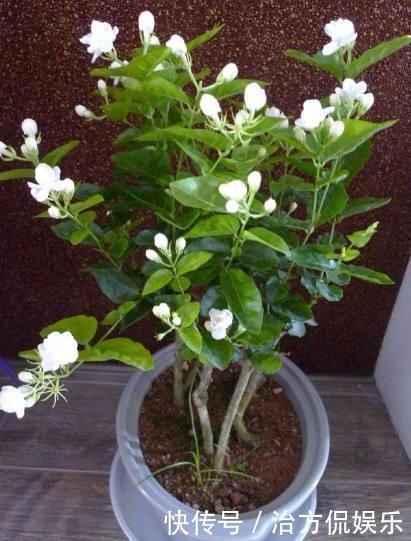 茂密|盆栽茉莉花如此施肥，长得枝叶非常茂密，花开一茬又一茬！