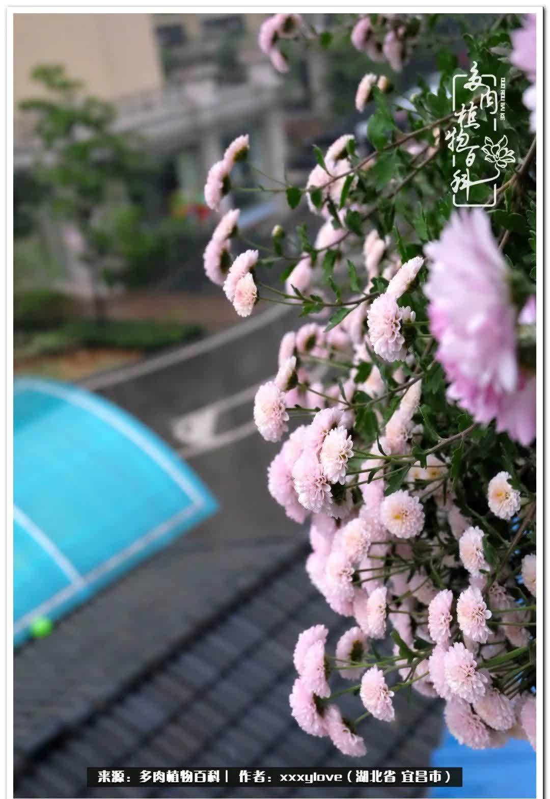 时光匆匆,一闪而逝,这世间万物的美,都值得被记录!