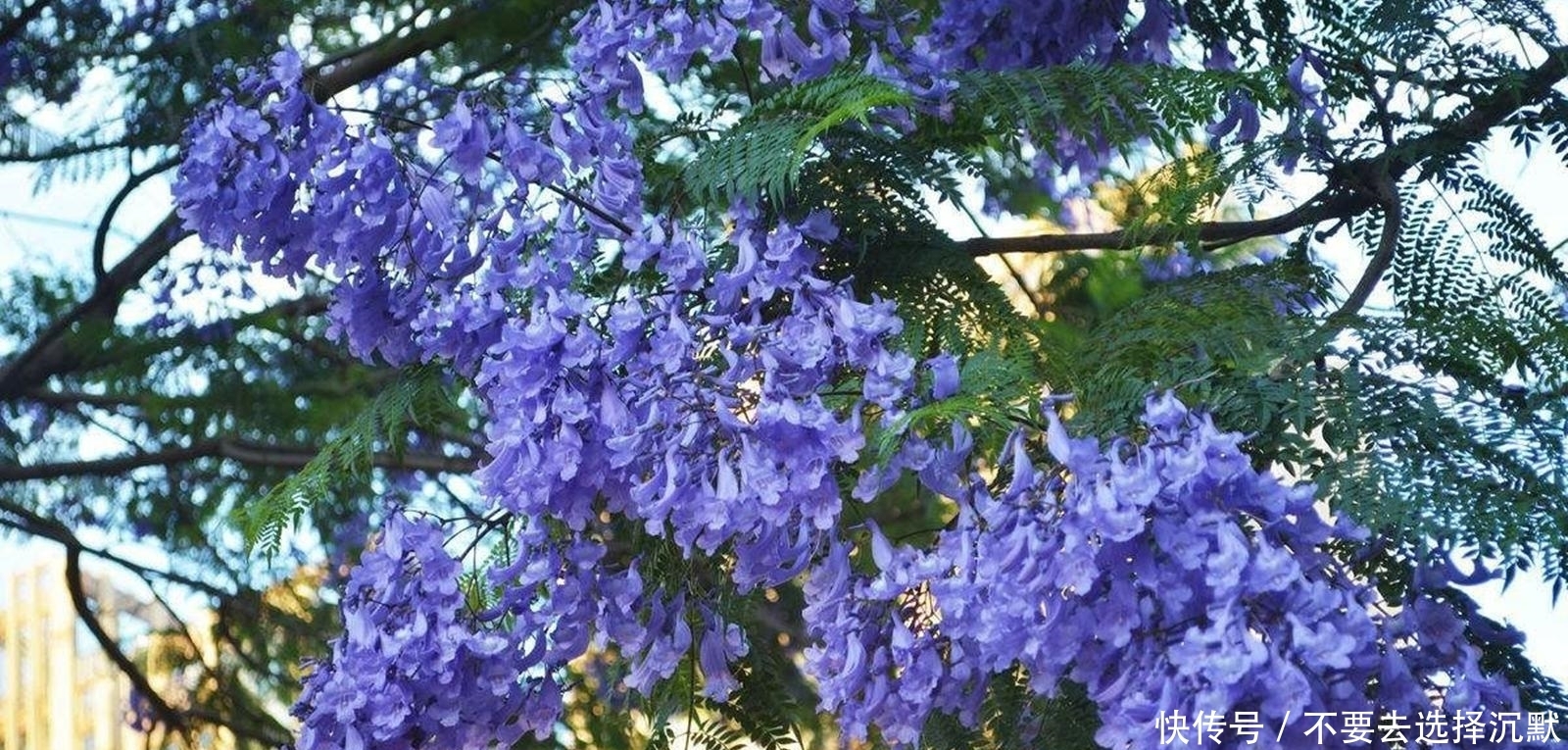 巴西来的“网红树”,一年花期仅20天,美得让人不敢相信