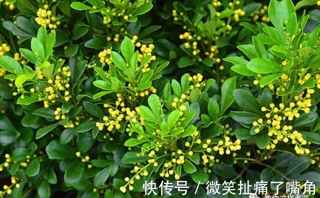 茉莉|阳台就养这些花,花香味浓,久聚不散,香味飘满屋!