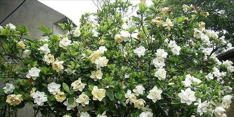 大水|3种漂亮花，都需要“大水，大肥，大太阳”，开花才会爆