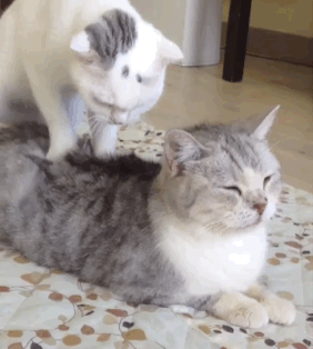 |搞笑动图:终于下雪了,小企鹅开心得跳起来!