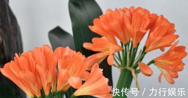 饼肥|提高君子兰开花率的4种“宝贝”,第一种免费,第四种自己能制作