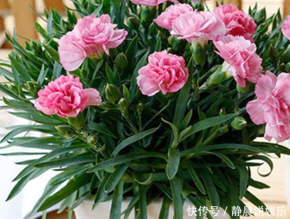 4种“瘦身又美容”的花，好养又漂亮，在家养1盆，赏花又变美，值