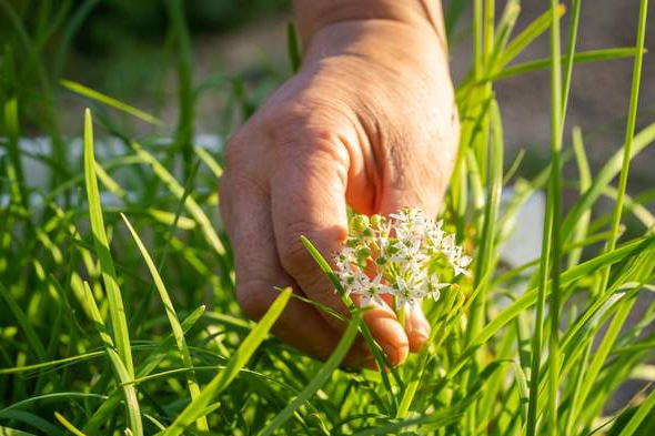 腌韭花酱,只放盐还不够,多放1样水果,更香更浓郁,存放时间久