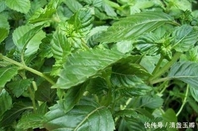 糖尿病|农村无人问津的“仙人草”,竟是治疗糖尿病的民间草药,你见过吗