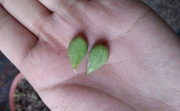 基质|多肉植物达摩福娘的扦插繁殖方法