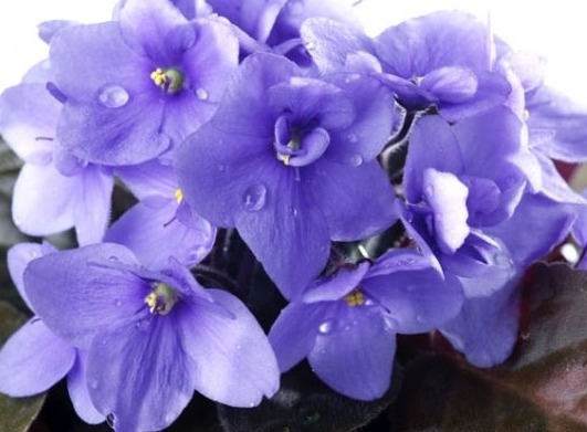 喜欢养花,不如养盆茶花,叶子青翠,花儿娇小艳丽,美爆了