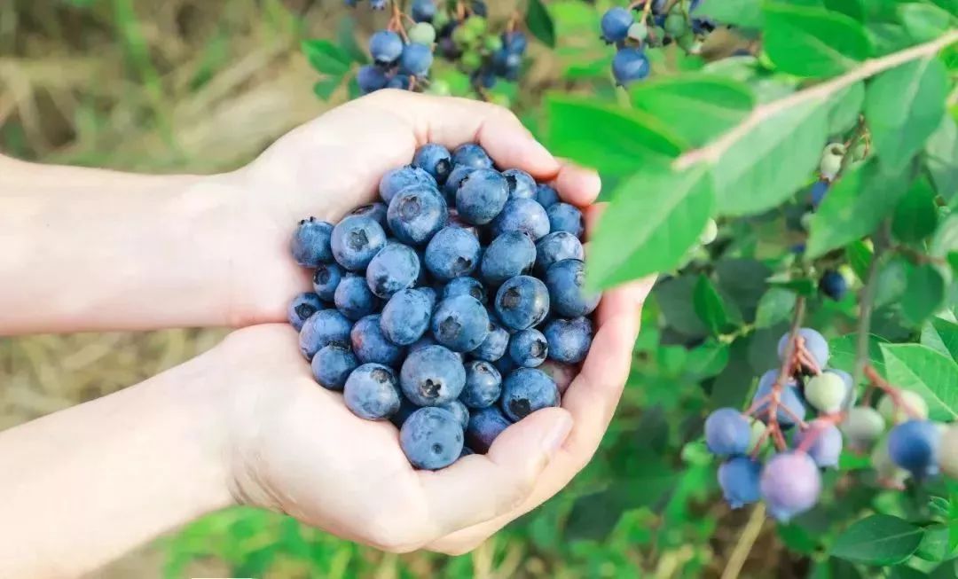 护肝排毒|经常熬夜伤身体,坚持吃3种食物,护肝排毒,保护视力,延缓衰老