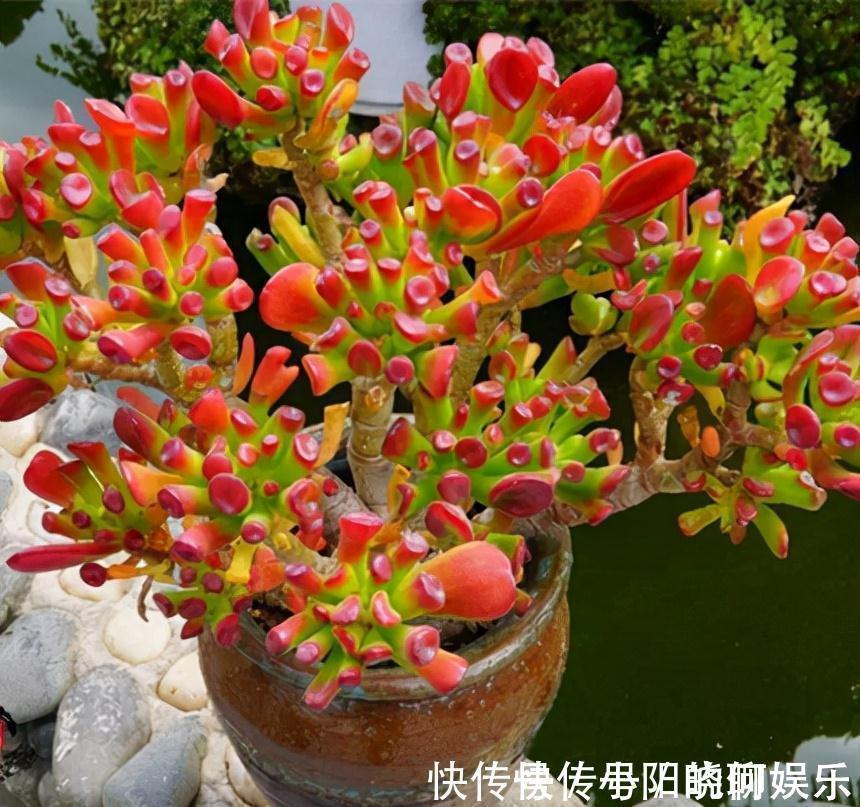 6种漂亮花,都有“好寓意”,喜欢的话养一盆,吉祥又大气